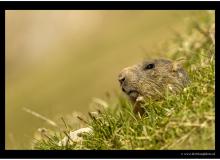 Marmotte