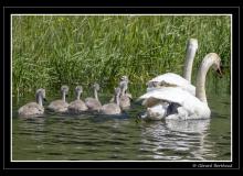 Cygne