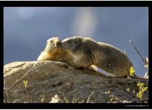 Marmotte