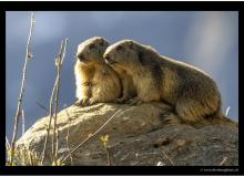 Marmotte