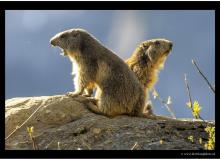Marmotte