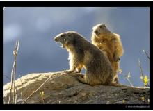 Marmotte