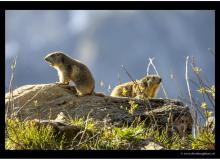 Marmotte