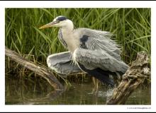 Heron cendre