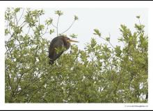 Heron pourpre