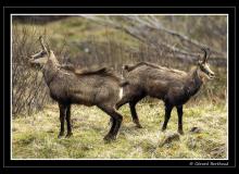 Chamois