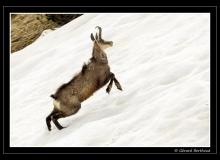 Chamois