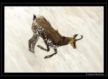 Chamois