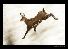 Chamois
