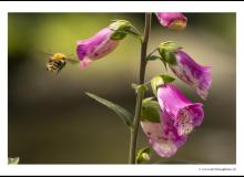 Bourdon