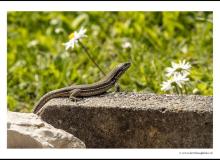 Lezard