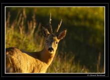Brocard