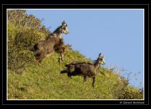 Chamois