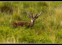 Lapin de garenne