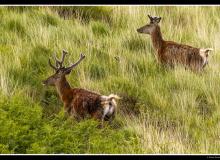 Lapin de garenne