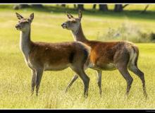 Lapin de garenne