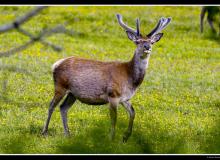 Lapin de garenne