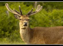 Lapin de garenne