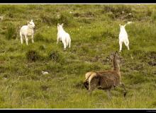 Lapin de garenne