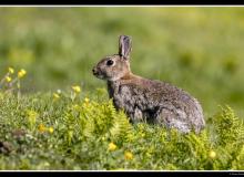 Lapin de garenne
