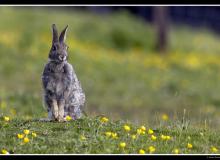 Lapin de garenne