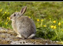 Lapin de garenne
