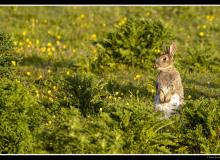 Lapin de garenne