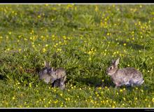 Lapin de garenne