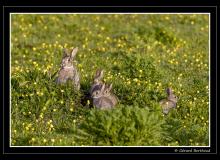 Lapin de garenne