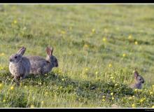 Lapin de garenne