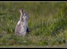 Lapin de garenne