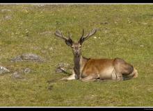 Cerf elaphe
