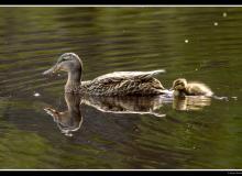 Colvert