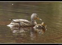 Colvert