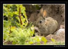 Lapin de garenne
