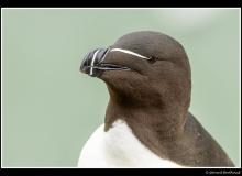 Pingouin torda