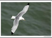 Mouette