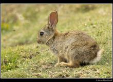 Lapin de garenne