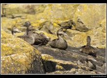 Eider a duvet femelle