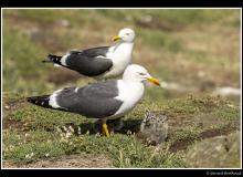 Mouette