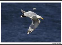 Mouette