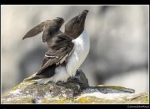 Pingouin torda