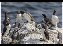 guillemot