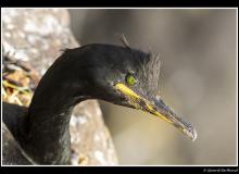 cormoran