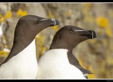 pingouin torda