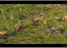 Mouflon