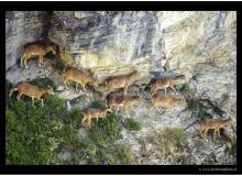 Mouflon