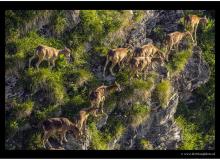 Mouflon