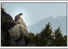 Marmotte