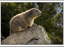 Marmotte